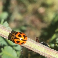 Peltoschema oceanica (Oceanica leaf beetle) at O'Connor, ACT - 4 Oct 2021 by NedJohnston