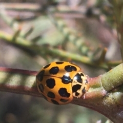 Harmonia conformis (Common Spotted Ladybird) at O'Connor, ACT - 4 Oct 2021 by NedJohnston