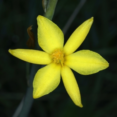 Bulbine bulbosa (Golden Lily) at Hackett, ACT - 2 Oct 2021 by jbromilow50
