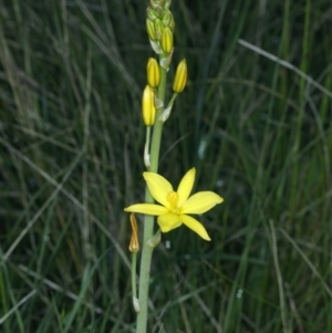 Bulbine bulbosa at Hackett, ACT - 3 Oct 2021