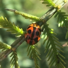 Peltoschema oceanica (Oceanica leaf beetle) at Bruce, ACT - 4 Oct 2021 by Ned_Johnston