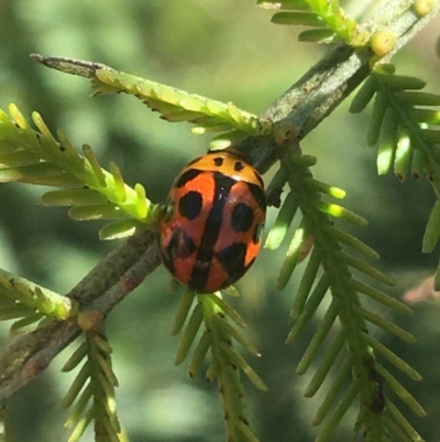 Peltoschema oceanica (Oceanica leaf beetle) at Bruce, ACT - 4 Oct 2021 by NedJohnston