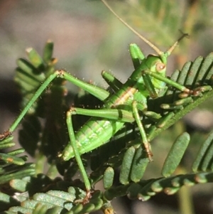 Caedicia sp. (genus) at O'Connor, ACT - 4 Oct 2021