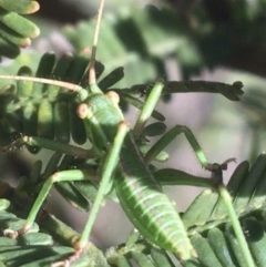 Caedicia sp. (genus) at O'Connor, ACT - 4 Oct 2021