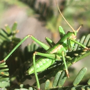 Caedicia sp. (genus) at O'Connor, ACT - 4 Oct 2021