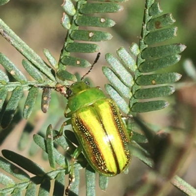 Calomela vittata (Acacia leaf beetle) at Bruce, ACT - 4 Oct 2021 by NedJohnston