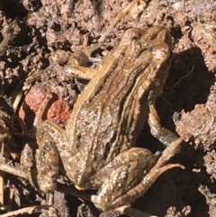 Crinia signifera (Common Eastern Froglet) at Bruce, ACT - 4 Oct 2021 by Ned_Johnston