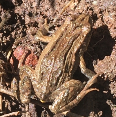 Crinia signifera (Common Eastern Froglet) at Bruce, ACT - 4 Oct 2021 by Ned_Johnston