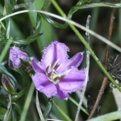 Thysanotus patersonii (Twining Fringe Lily) at Hackett, ACT - 2 Oct 2021 by jbromilow50