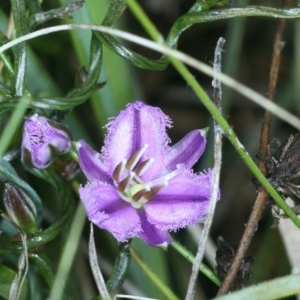 Thysanotus patersonii at Hackett, ACT - 3 Oct 2021 10:19 AM