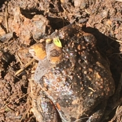 Uperoleia laevigata (Smooth Toadlet) at O'Connor, ACT - 4 Oct 2021 by NedJohnston