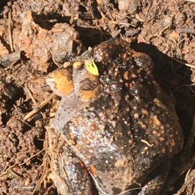 Uperoleia laevigata (Smooth Toadlet) at O'Connor, ACT - 4 Oct 2021 by NedJohnston