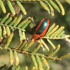 Calomela curtisi (Acacia leaf beetle) at O'Connor, ACT - 4 Oct 2021 by NedJohnston