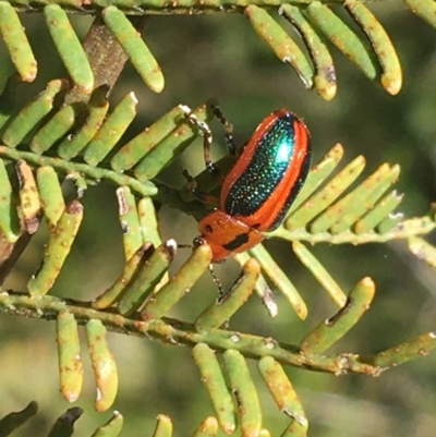 Calomela curtisi (Acacia leaf beetle) at O'Connor, ACT - 4 Oct 2021 by NedJohnston