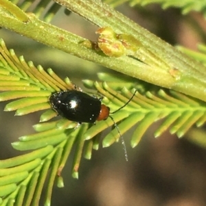 Adoxia benallae at Acton, ACT - 4 Oct 2021