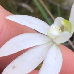 Caladenia carnea (Pink Fingers) at O'Connor, ACT - 1 Oct 2021 by Ned_Johnston