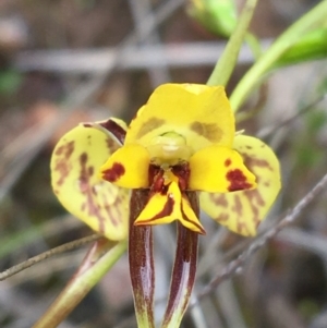 Diuris nigromontana at Watson, ACT - suppressed