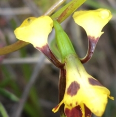 Diuris nigromontana at Watson, ACT - suppressed