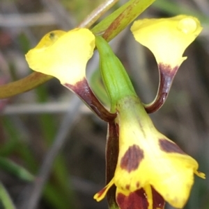 Diuris nigromontana at Watson, ACT - suppressed