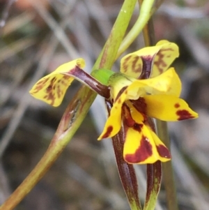 Diuris nigromontana at Watson, ACT - suppressed