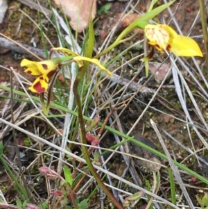 Diuris nigromontana at Watson, ACT - suppressed