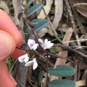 Indigofera australis subsp. australis at O'Connor, ACT - 1 Oct 2021