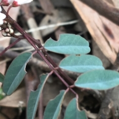 Indigofera australis subsp. australis at O'Connor, ACT - 1 Oct 2021