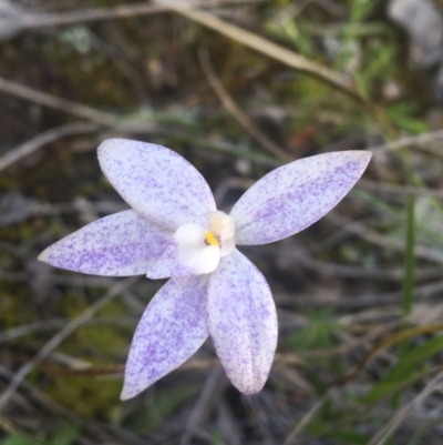 Glossodia major (Wax Lip Orchid) at Watson, ACT - 2 Oct 2021 by Ned_Johnston