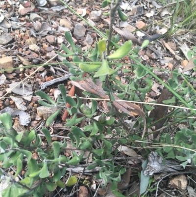 Persoonia rigida (Hairy Geebung) at Watson, ACT - 2 Oct 2021 by NedJohnston