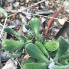 Persoonia rigida at Watson, ACT - 2 Oct 2021 04:51 PM