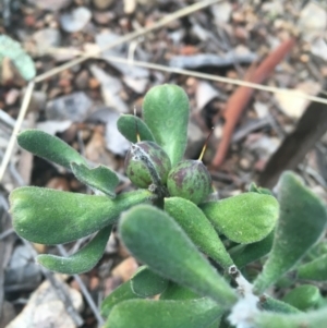 Persoonia rigida at Watson, ACT - 2 Oct 2021 04:51 PM