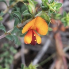 Pultenaea procumbens (Bush Pea) at O'Connor, ACT - 1 Oct 2021 by Ned_Johnston