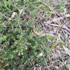 Pultenaea procumbens at O'Connor, ACT - 1 Oct 2021 01:42 PM