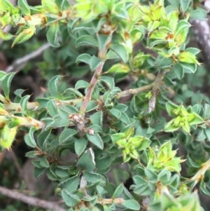 Pultenaea procumbens at O'Connor, ACT - 1 Oct 2021