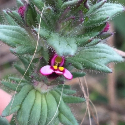 Parentucellia latifolia (Red Bartsia) at O'Connor, ACT - 1 Oct 2021 by Ned_Johnston