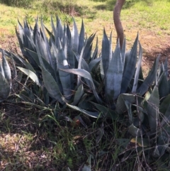 Agave americana (Century Plant) at O'Connor, ACT - 2 Oct 2021 by Ned_Johnston