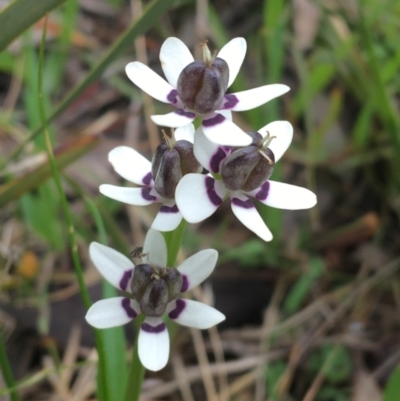 Wurmbea dioica subsp. dioica (Early Nancy) at O'Connor, ACT - 2 Oct 2021 by Ned_Johnston