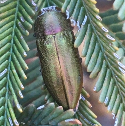 Melobasis propinqua (Propinqua jewel beetle) at Acton, ACT - 4 Oct 2021 by Ned_Johnston