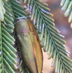 Melobasis propinqua at Acton, ACT - 4 Oct 2021 05:01 PM