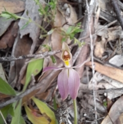 Caladenia carnea (Pink Fingers) at Lower Cotter Catchment - 4 Oct 2021 by rangerstacey