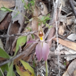 Caladenia carnea at Paddys River, ACT - 4 Oct 2021