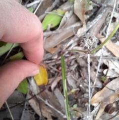 Caladenia carnea at Paddys River, ACT - 4 Oct 2021