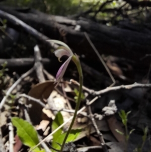 Caladenia carnea at Paddys River, ACT - 4 Oct 2021