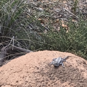 Amphibolurus muricatus at Watson, ACT - 24 Sep 2021