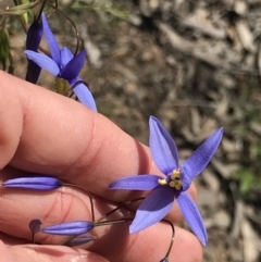 Stypandra glauca (Nodding Blue Lily) at O'Connor, ACT - 19 Sep 2021 by MattFox