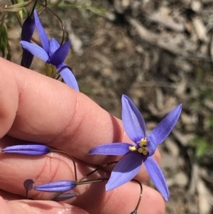 Stypandra glauca at O'Connor, ACT - 19 Sep 2021 11:32 AM