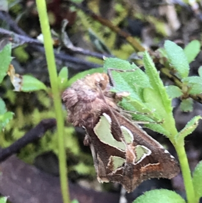 Cosmodes elegans (Green Blotched Moth) at Watson, ACT - 24 Sep 2021 by MattFox