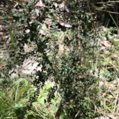 Bursaria spinosa subsp. lasiophylla (Australian Blackthorn) at Lower Cotter Catchment - 4 Oct 2021 by MattFox