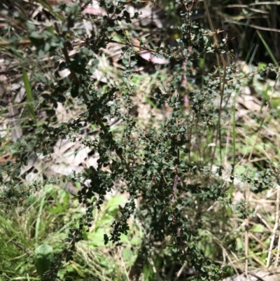 Bursaria spinosa subsp. lasiophylla (Australian Blackthorn) at Cotter River, ACT - 4 Oct 2021 by MattFox