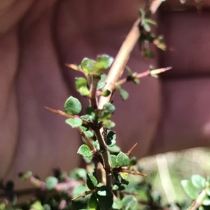 Bursaria spinosa subsp. lasiophylla at Cotter River, ACT - 4 Oct 2021 02:12 PM